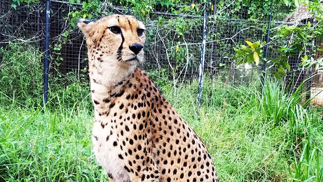 Cheetah's Rock in Tanzania, Africa | Zoos & Sanctuaries - Rated 3.9