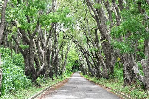 Cherry Tree Hill Reserve in Barbados, Caribbean | Nature Reserves - Rated 3.7