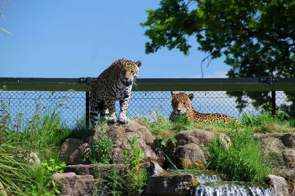 Chester Zoo in United Kingdom, Europe | Zoos & Sanctuaries - Rated 6.2
