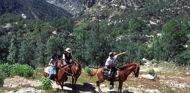 Cheval Coaching Communication Tunisie in Tunisia, Africa | Horseback Riding - Rated 1