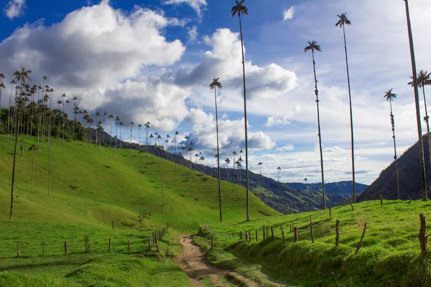Cocora Valley in Colombia, South America | Nature Reserves,Trekking & Hiking - Rated 4.7
