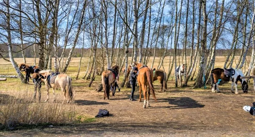 Copenhagen Horseback Riding in Denmark, Europe | Horseback Riding - Rated 0.9