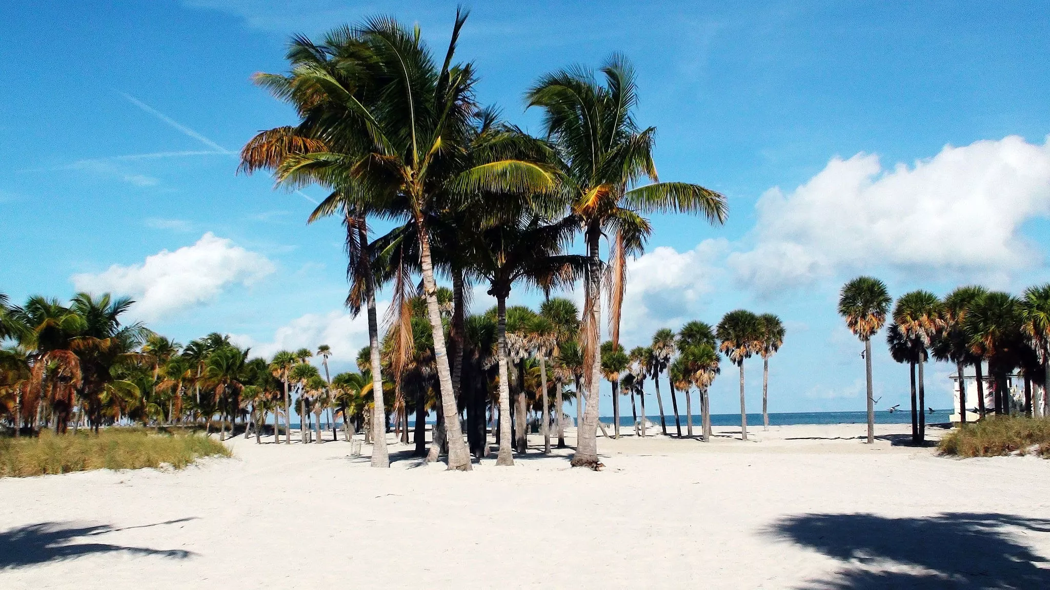 Crandon Park in USA, North America | Beaches,Parks - Rated 4.2