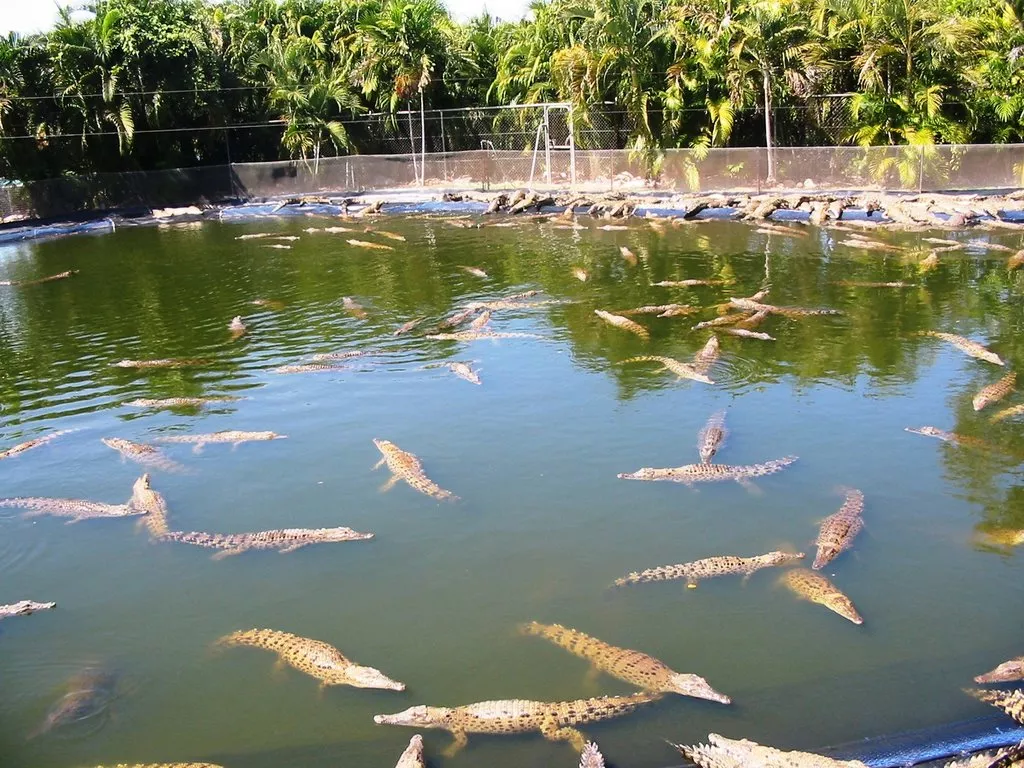 Crocodilus Park in Australia, Australia and Oceania | Zoos & Sanctuaries,Parks - Rated 3.4