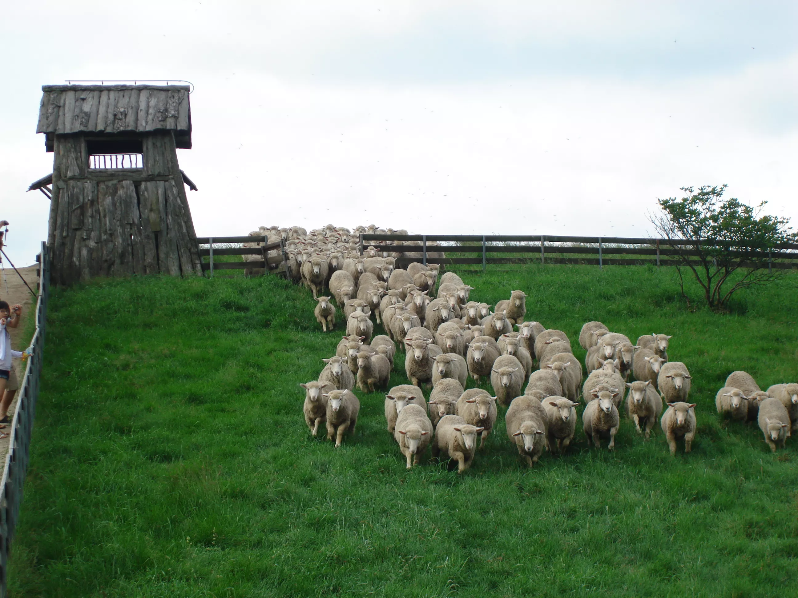 Daegwallyeong Sheep Ranch in South Korea, East Asia | Zoos & Sanctuaries - Rated 3.6