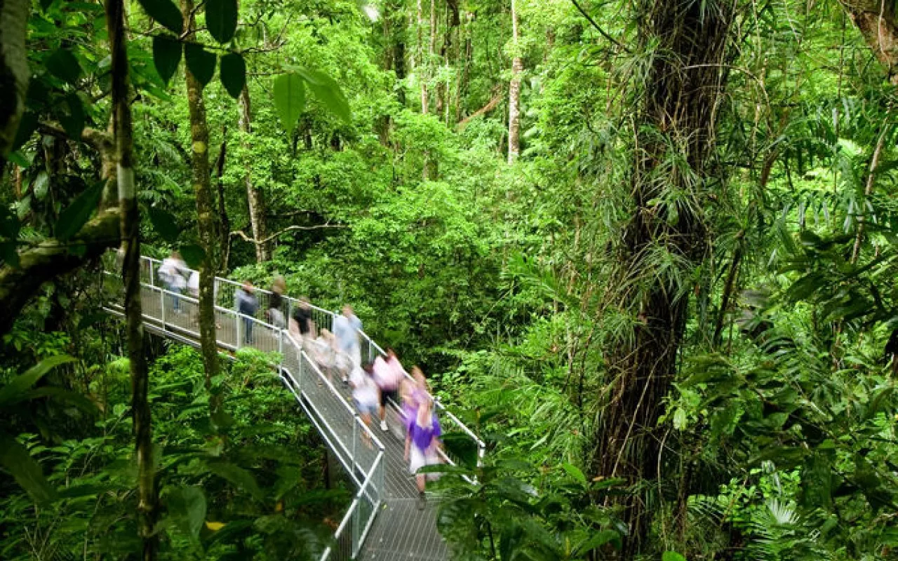 Daintree National Park in Australia, Australia and Oceania | Parks - Rated 3.8