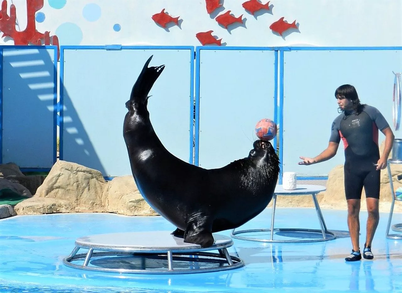 Dolphin World in Egypt, Africa | Shows - Rated 3.7