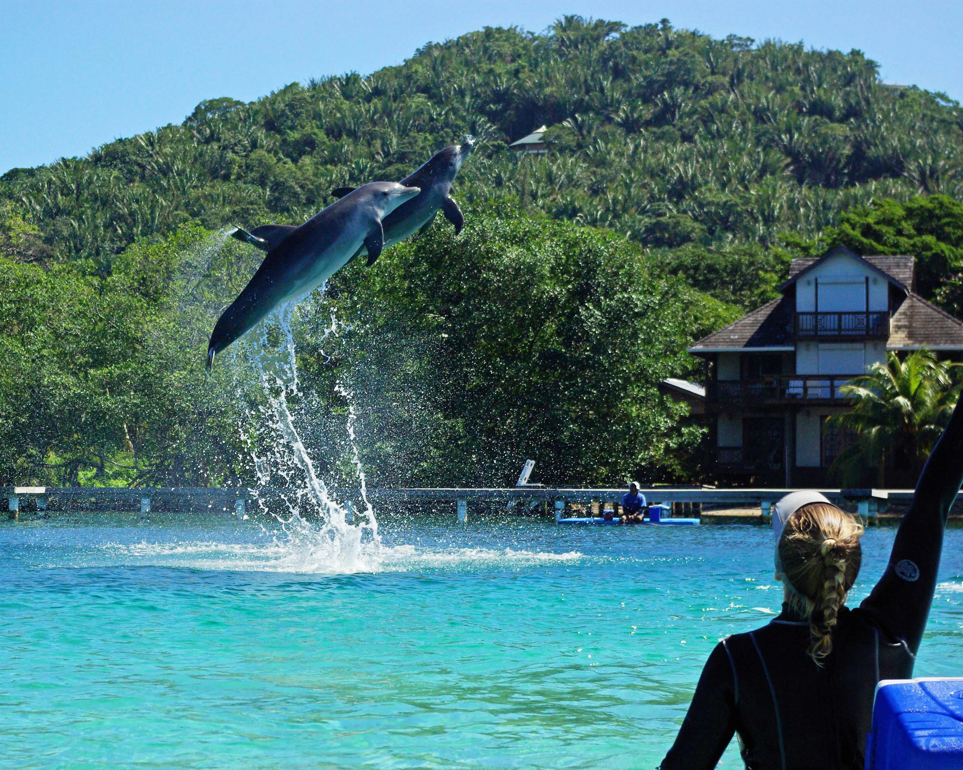 Dolphins Pacific in Palau, Australia and Oceania | Aquariums & Oceanariums - Rated 0.8