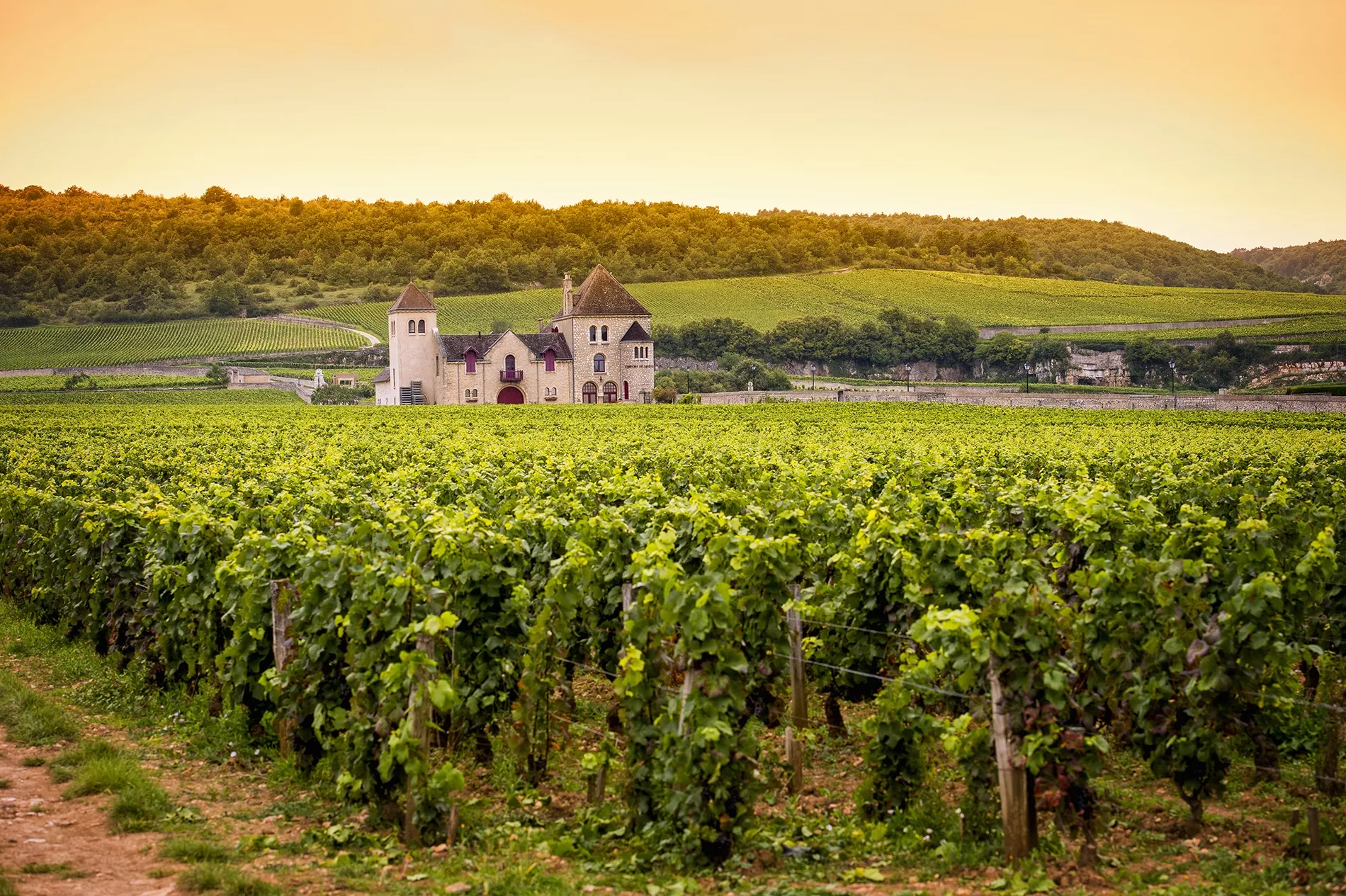 Domaine de Mourchon in France, Europe | Wineries - Rated 0.9