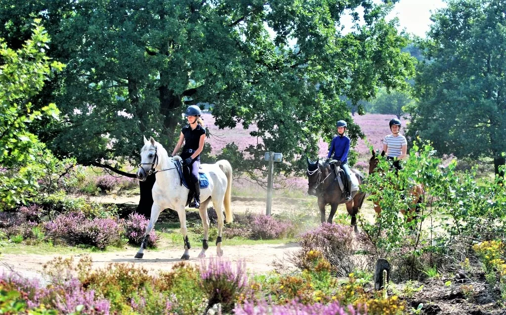 Dutch VIP Horses in Netherlands, Europe | Horseback Riding - Rated 1