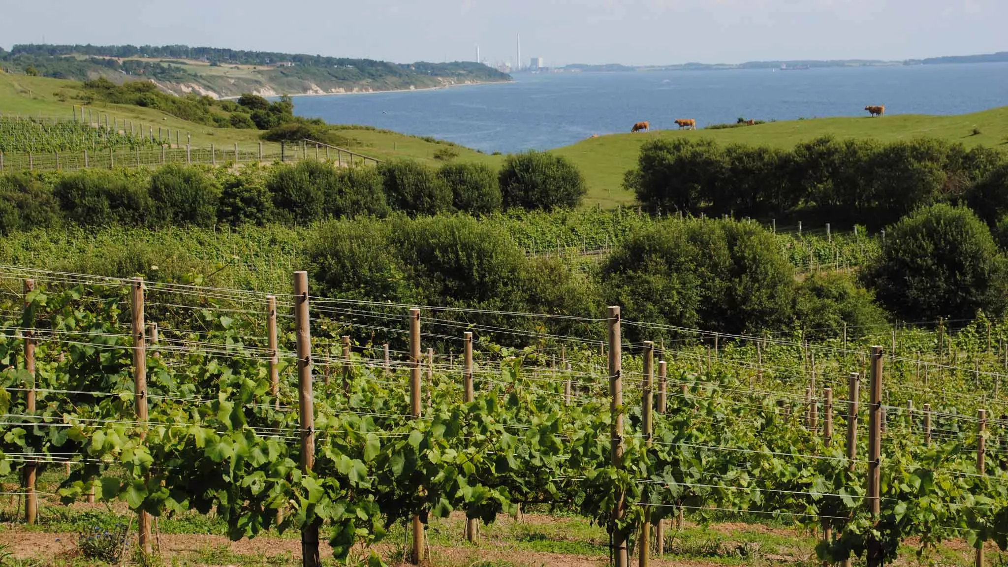 Dyrehoj Winery in Denmark, Europe | Wineries - Rated 3.7