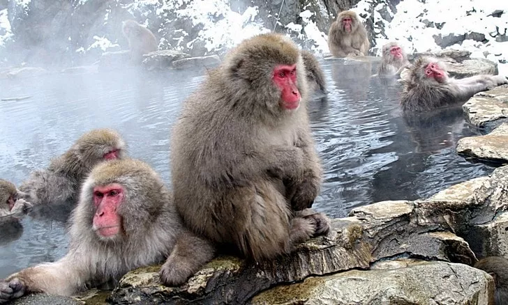 Dzhigokudani Snow Monkey Park in Japan, East Asia | Family Holiday Parks,Parks - Rated 3.7