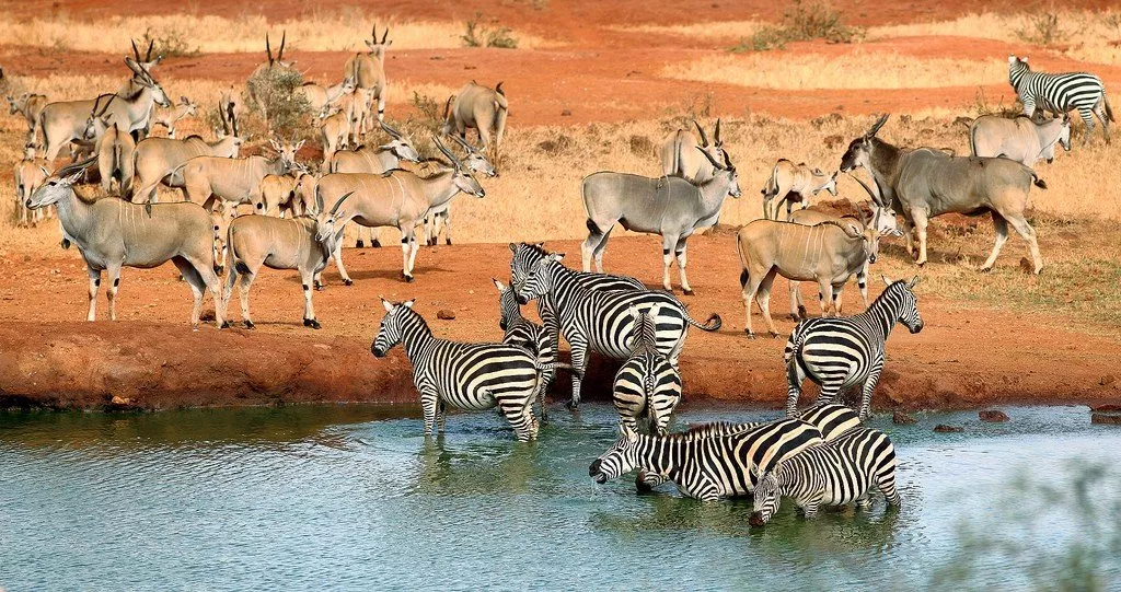East Tsavo in Kenya, Africa | Parks,Safari - Rated 4.7