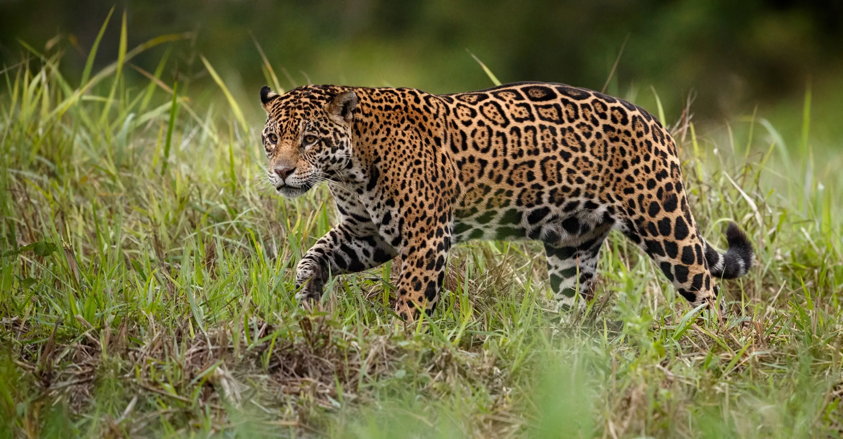 Bela Vista Ecological Refuge in Brazil, South America | Zoos & Sanctuaries,Parks - Rated 3.9