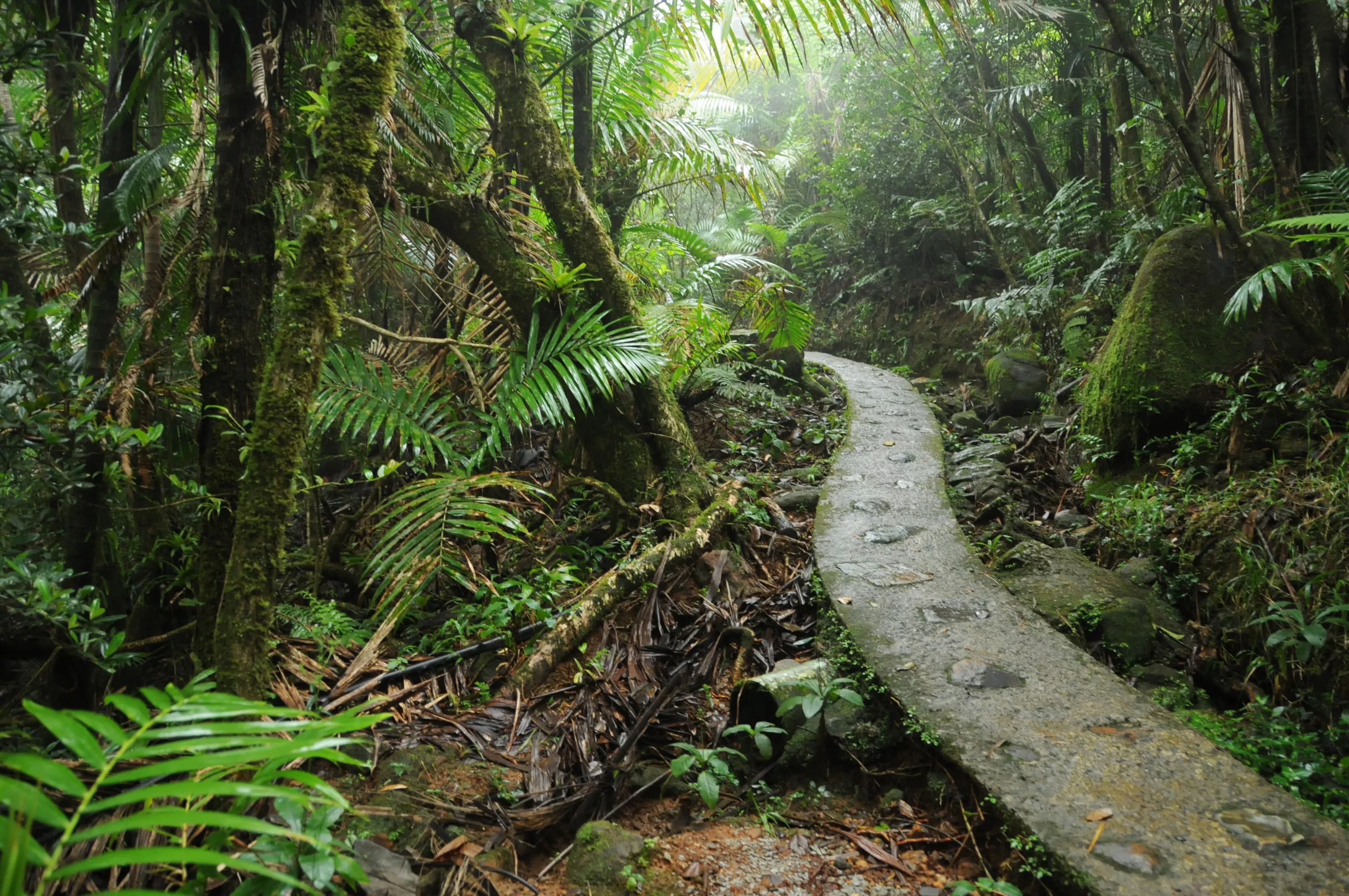 El Yunque National Forest in Puerto Rico, Caribbean | Nature Reserves,Trekking & Hiking - Rated 4.5