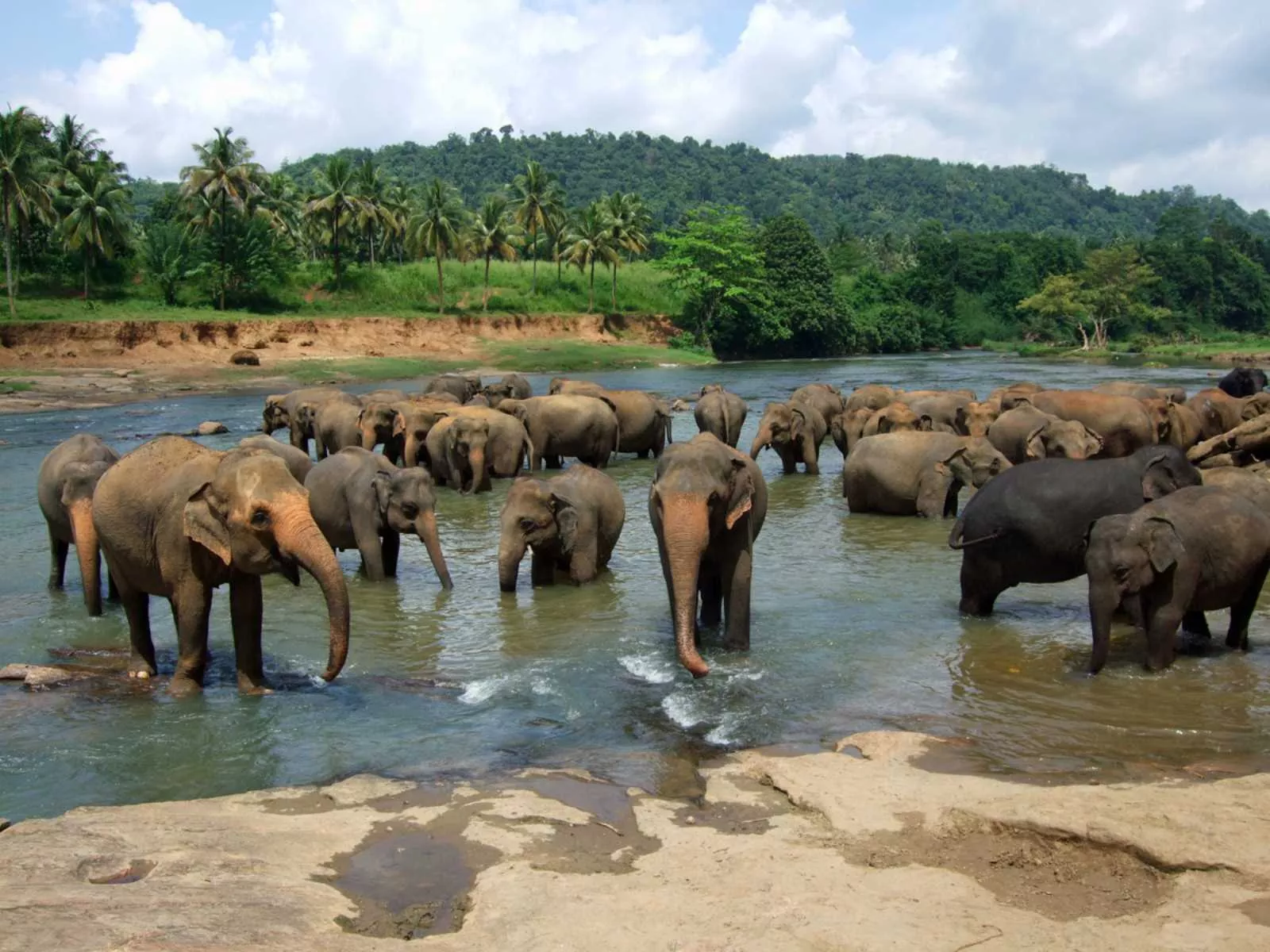 Elephant Orphanage in Sri Lanka, Central Asia | Zoos & Sanctuaries - Rated 3.3