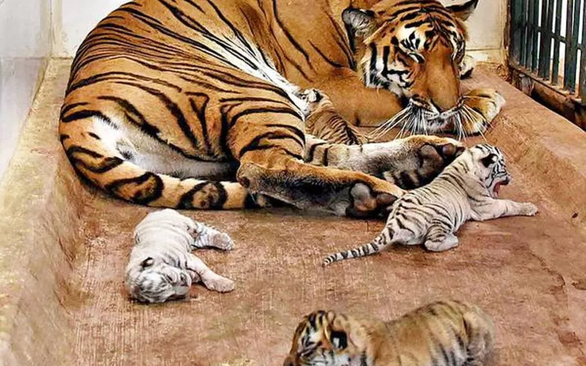 Fan Mata Jijabay Bhoseil Zoo in India, Central Asia | Zoos & Sanctuaries - Rated 4.5