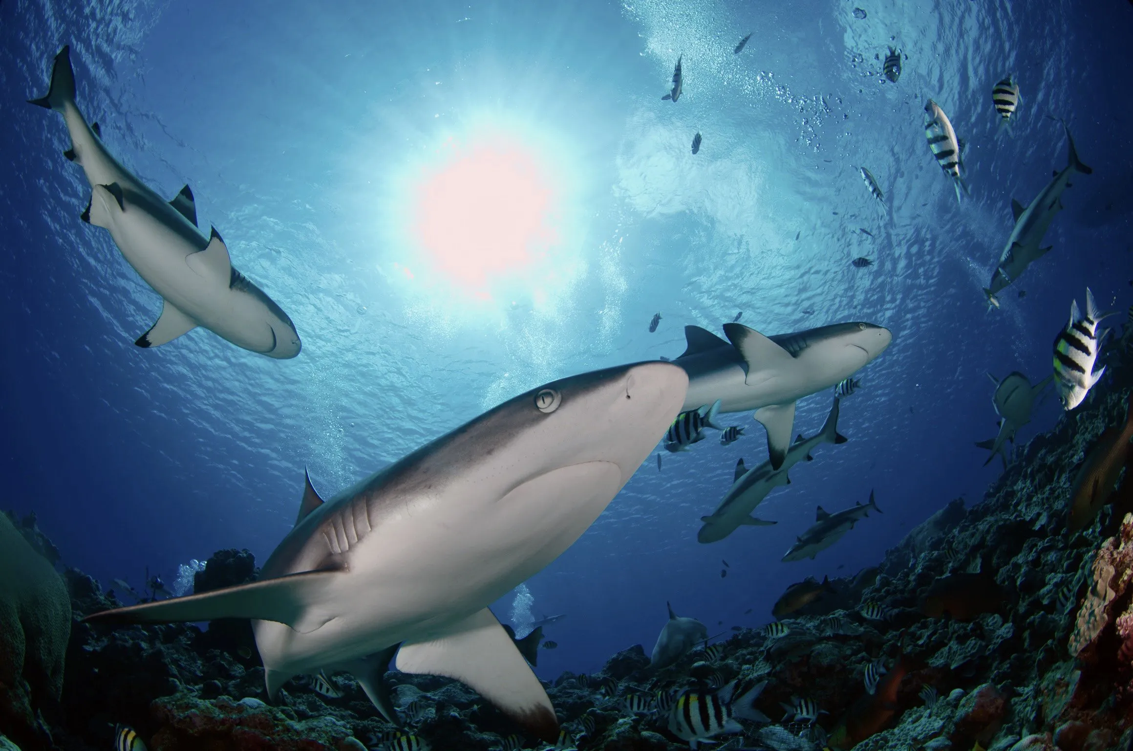 Fish 'n Fins Palau in Palau, Australia and Oceania | Scuba Diving - Rated 3.7