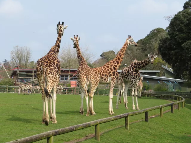 Fota Wildlife Park in Ireland, Europe | Zoos & Sanctuaries,Parks - Rated 4.5