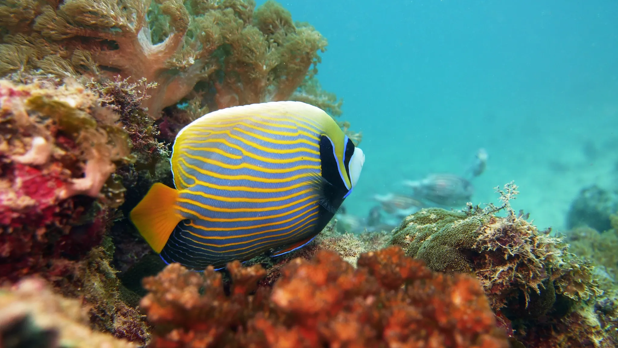 Fun Divers Zanzibar in Tanzania, Africa | Diving,Scuba Diving - Rated 0.9