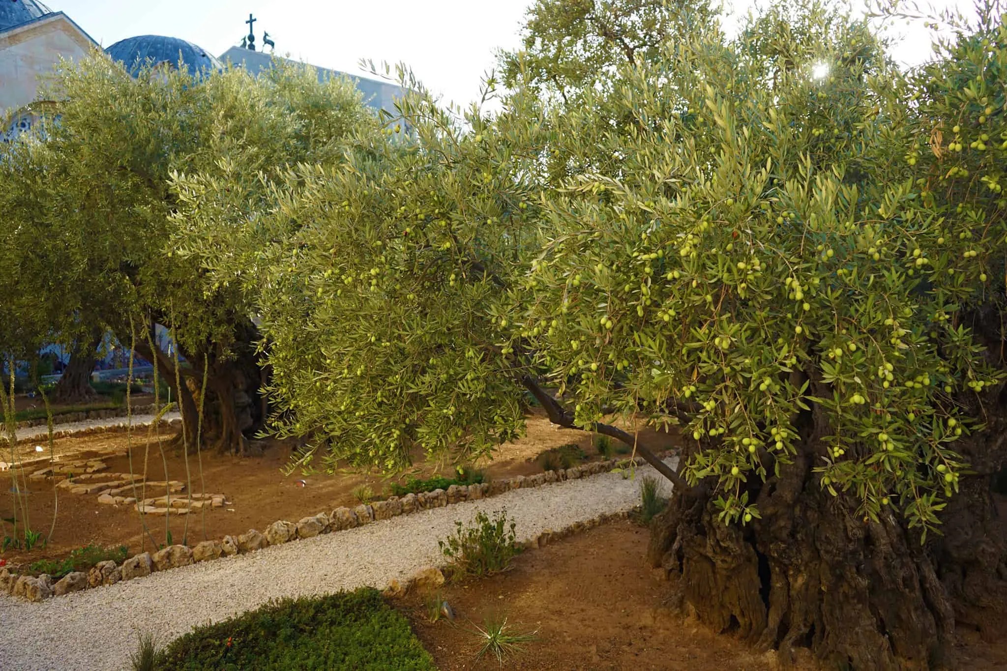 Gethsemane in Israel, Middle East | Gardens - Rated 4.7