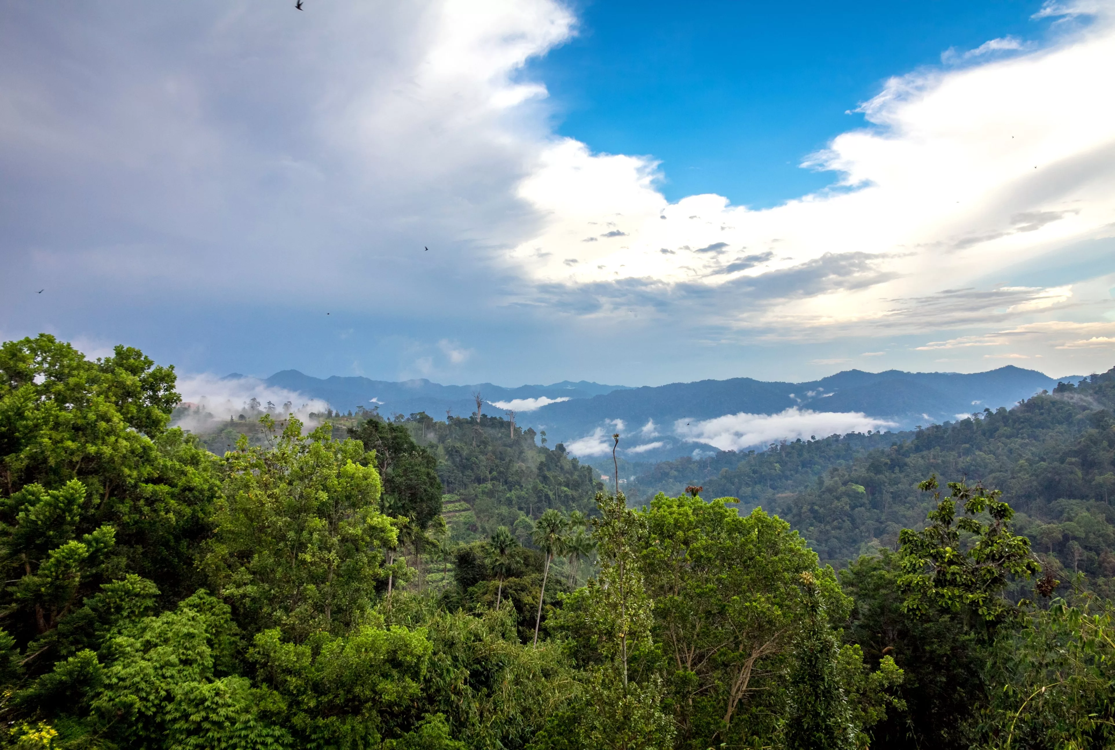 Gunung Nuang in Malaysia, East Asia | Trekking & Hiking - Rated 0.8