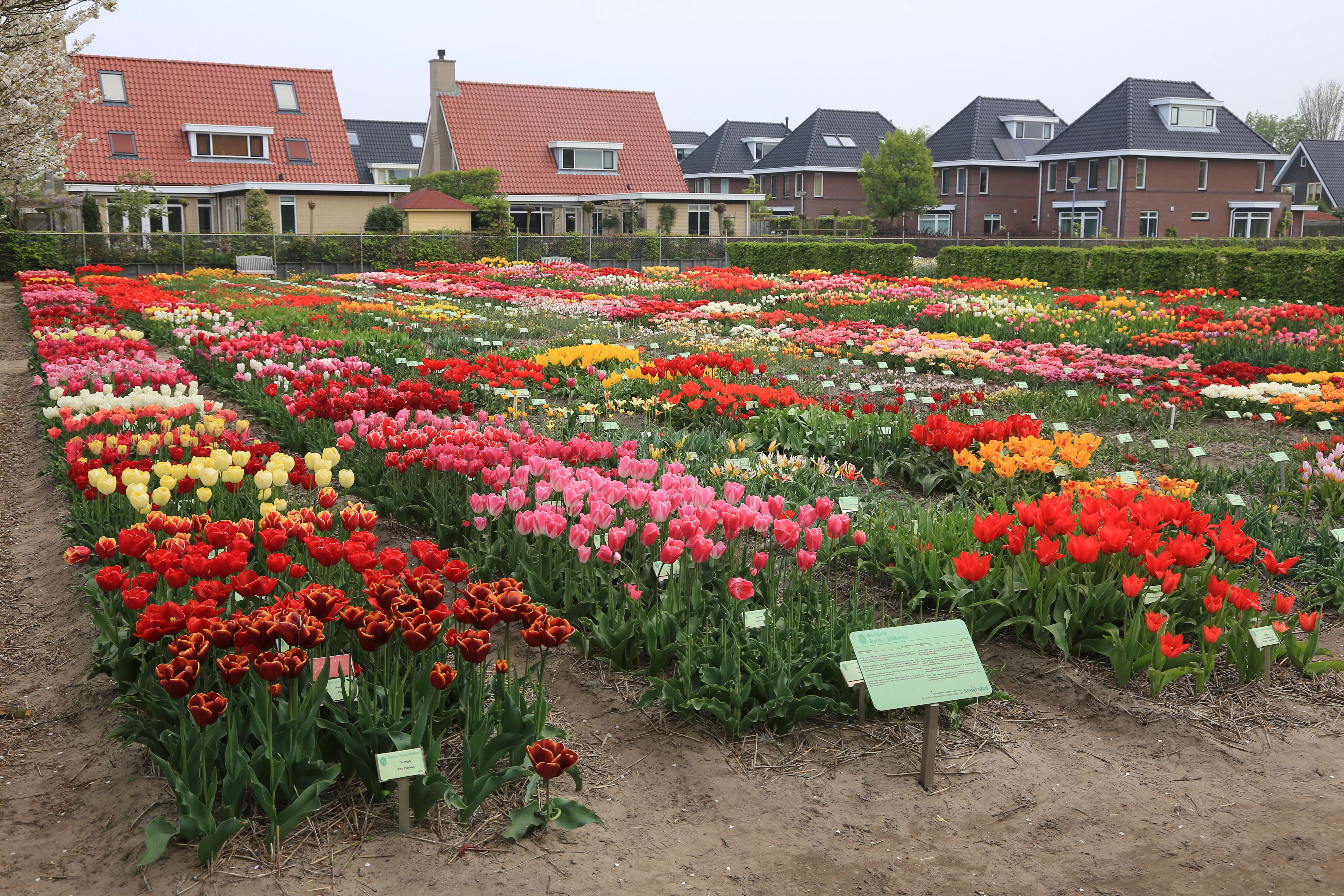 Hortus Bulborum in Netherlands, Europe | Gardens - Rated 0.8