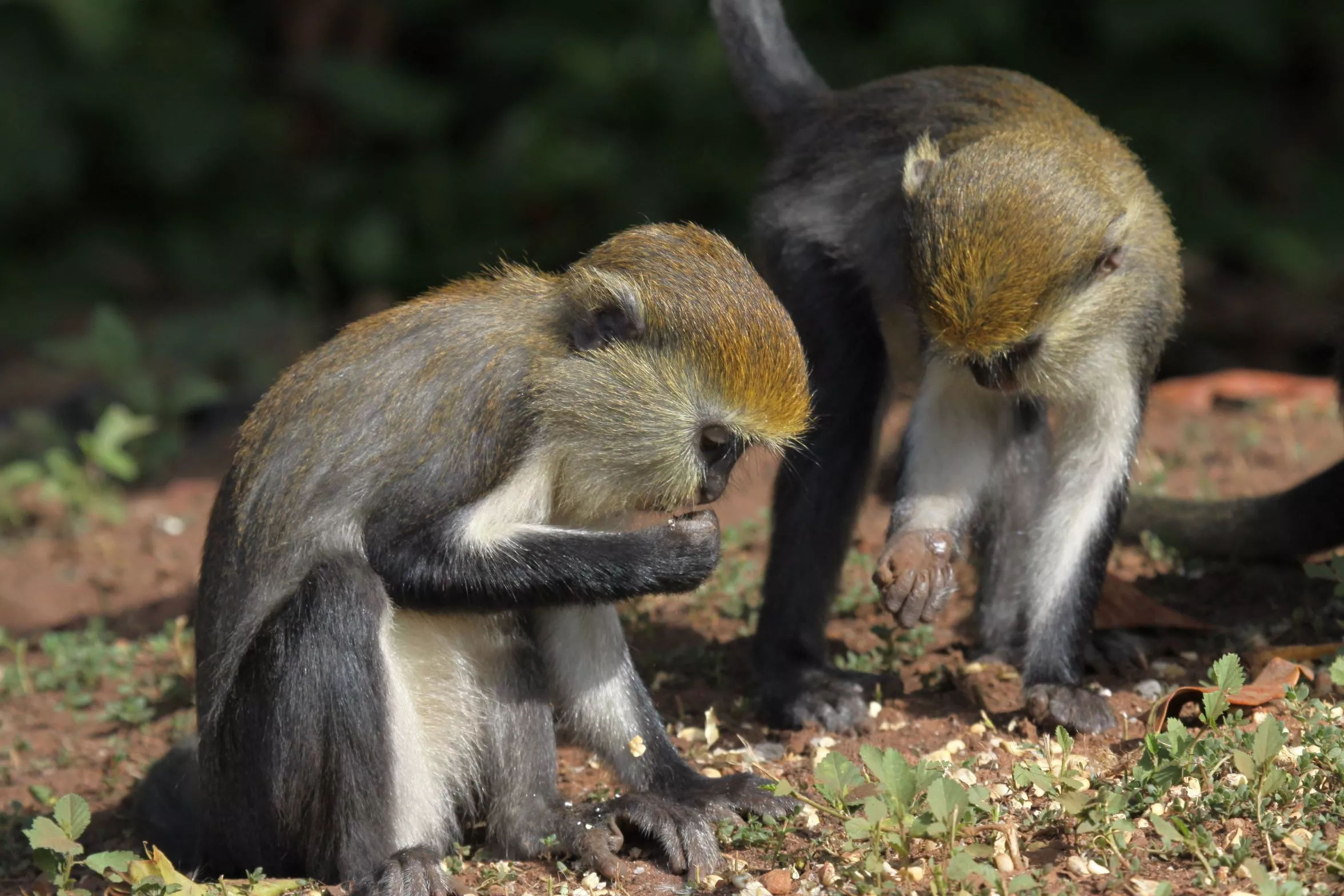 Boabeng-Fiema Monkey Wildlife Sanctuary in Ghana, Africa | Zoos & Sanctuaries - Rated 0.7