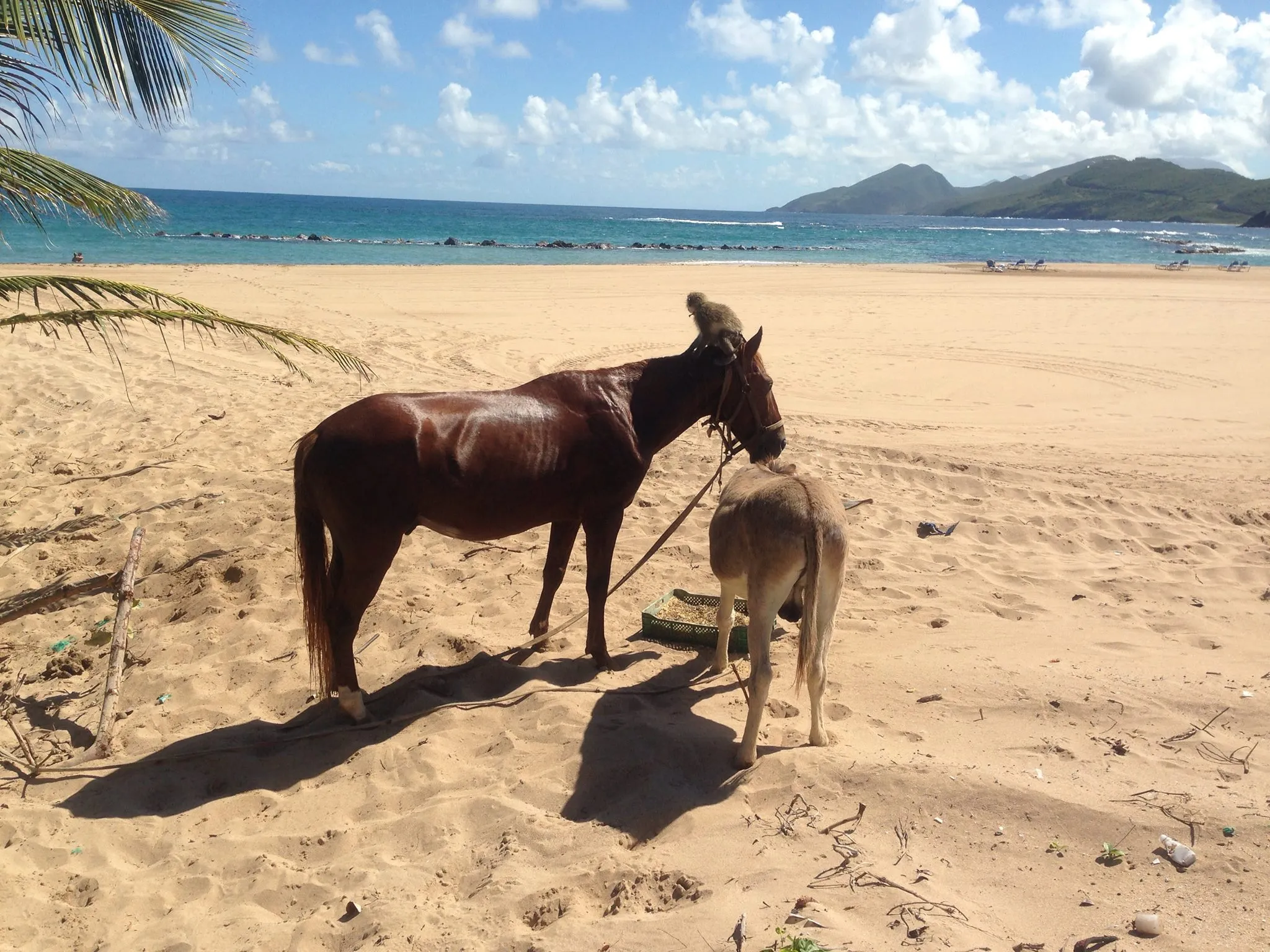 Irie Stables in Saint Kitts and Nevis, Caribbean | Horseback Riding - Rated 0.9