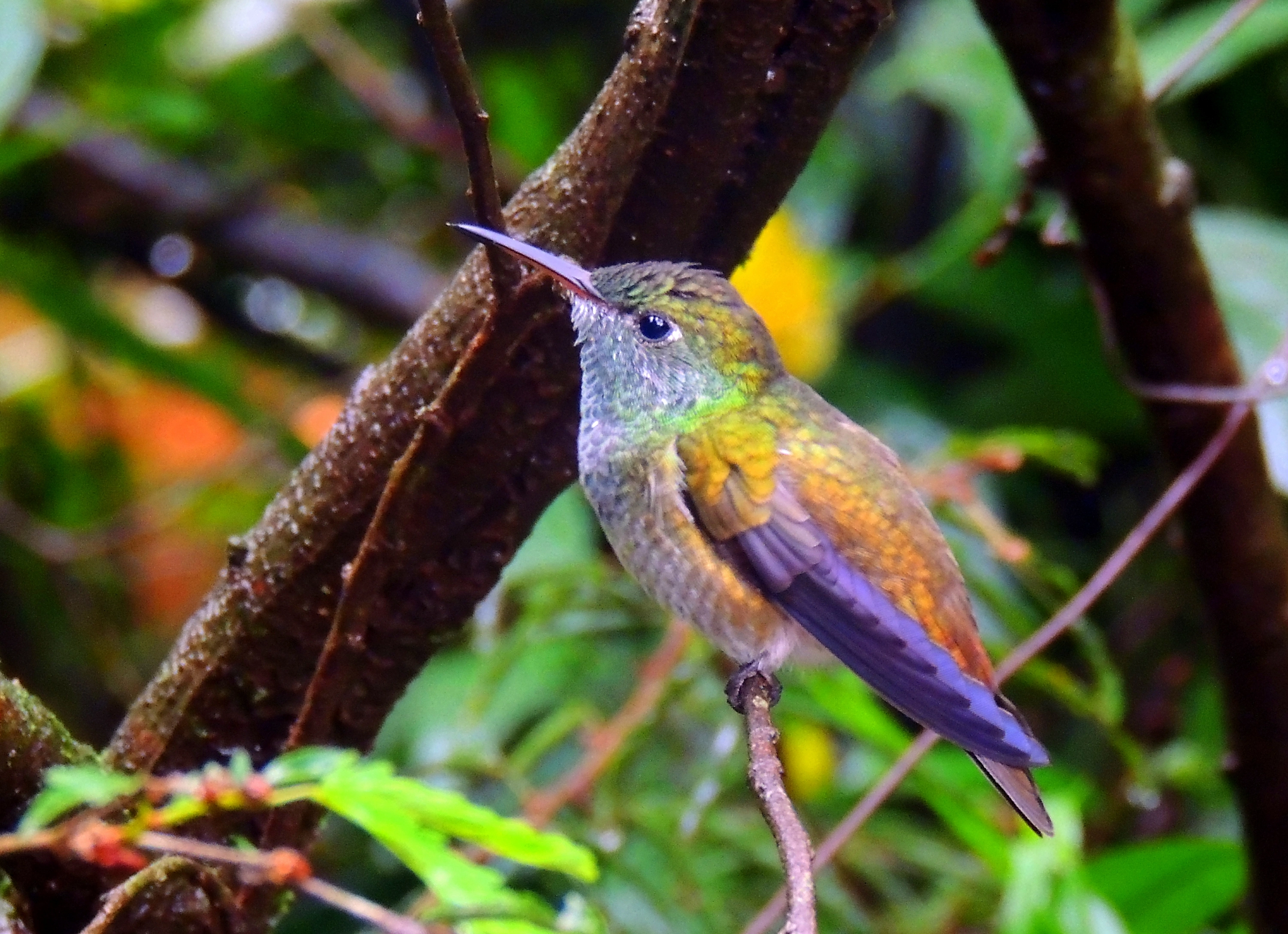 Hummingbird Garden in Argentina, South America | Zoos & Sanctuaries,Gardens - Rated 3.9