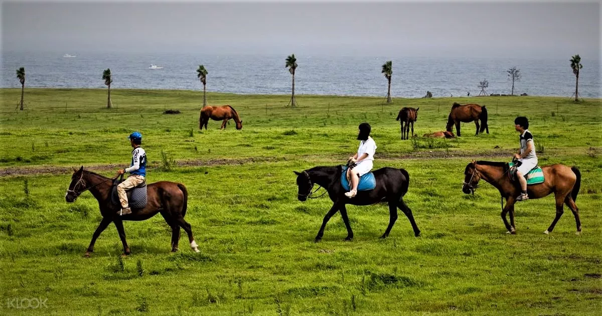 Jeju Horse Park in South Korea, East Asia | Horseback Riding - Rated 4.7