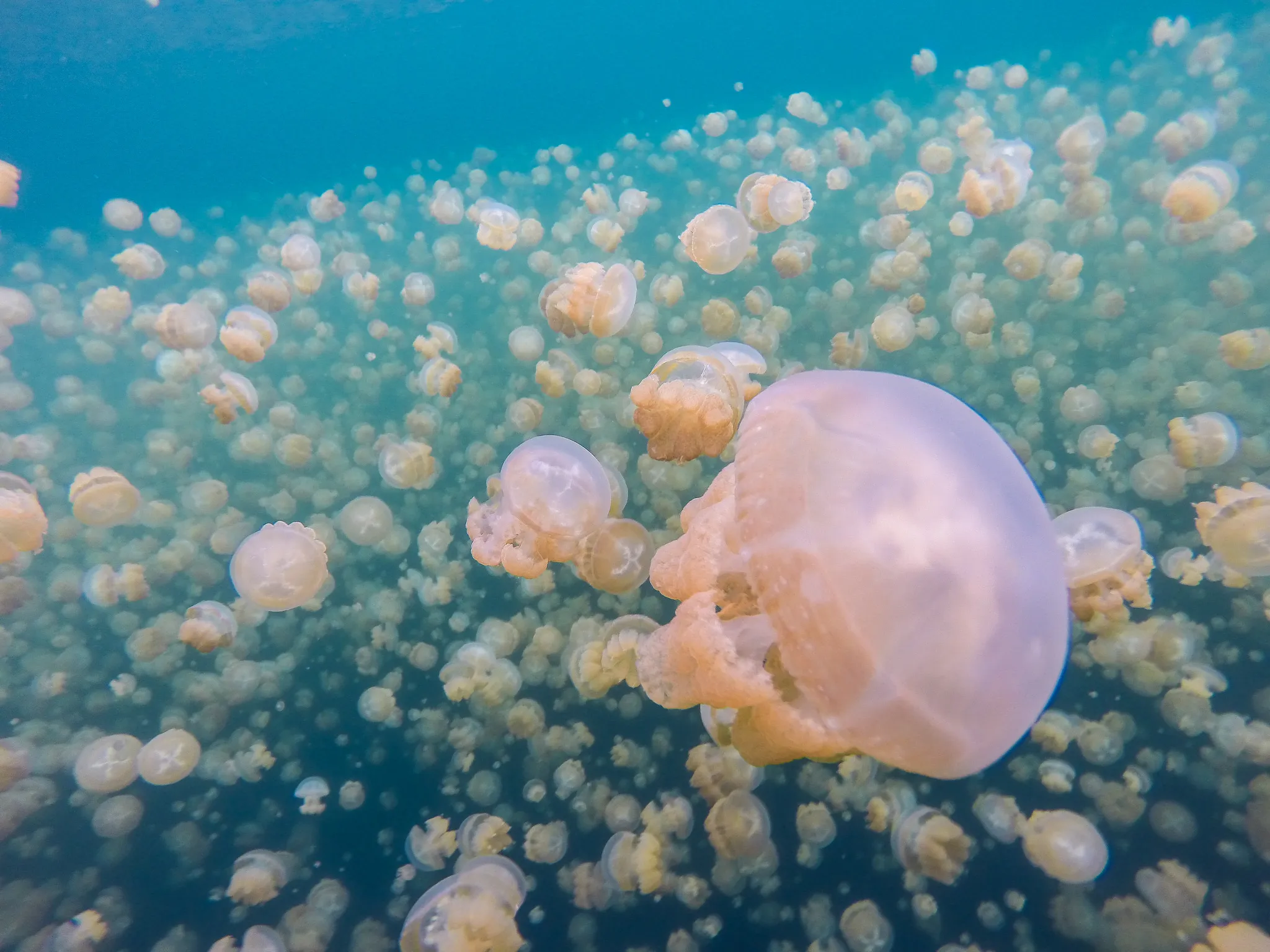 Jellyfish Lake in Palau, Australia and Oceania | Lakes - Rated 0.9