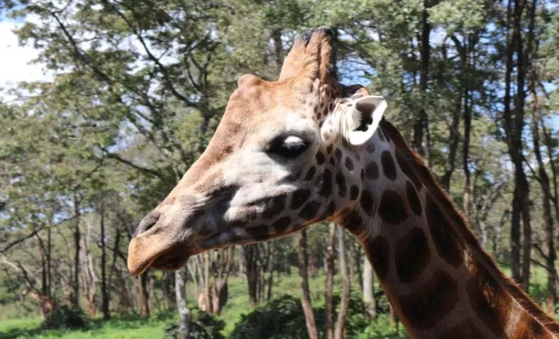 Giraffe Centre in Kenya, Africa | Zoos & Sanctuaries - Rated 4.4