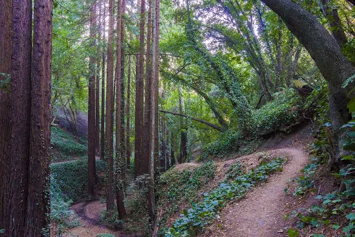 Joaquin Miller Park in USA, North America | Parks - Rated 3.8