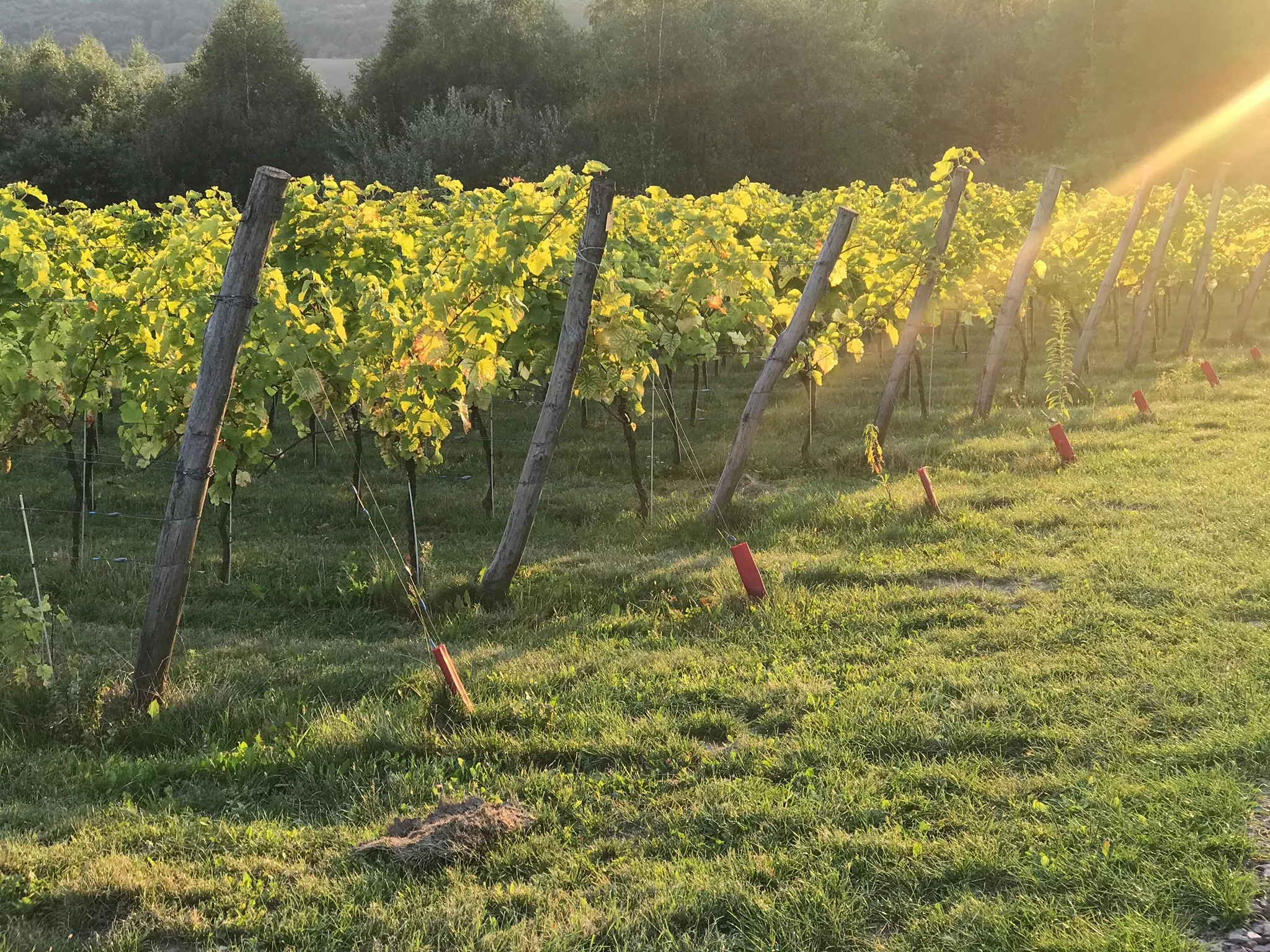 Jura Vineyard in Poland, Europe | Wineries - Rated 0.9