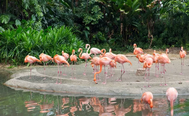Jurong Bird Park in Singapore, Central Asia | Zoos & Sanctuaries,Parks - Rated 5.3