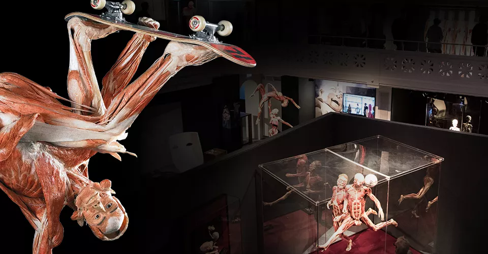 The First Museum of Body Worlds in Germany, Europe | Museums - Rated 3.7