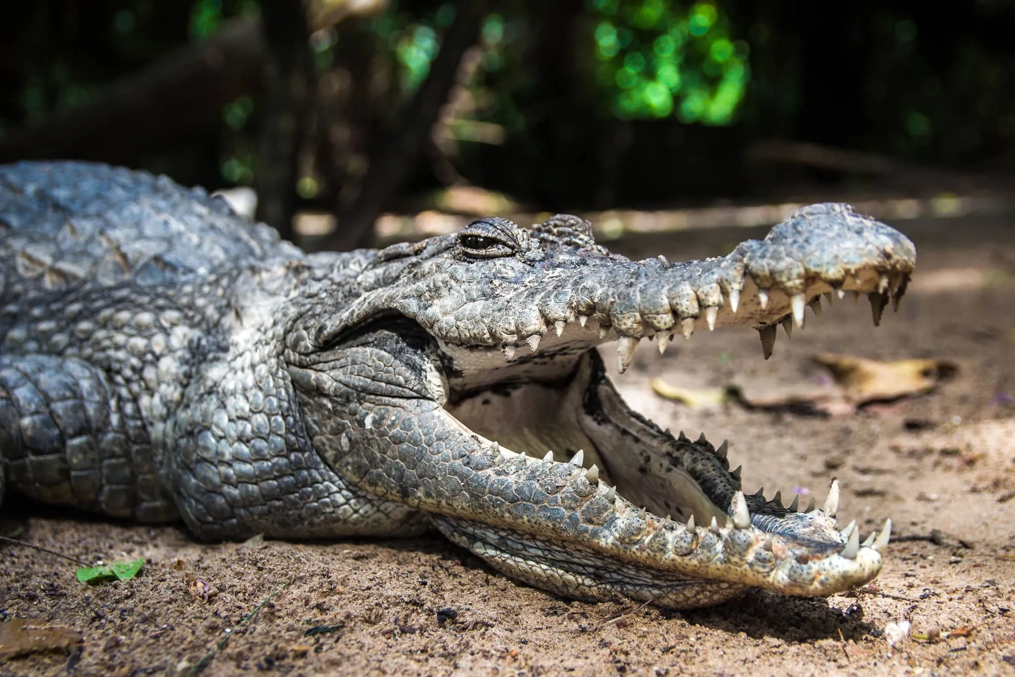 Kachikally Crocodile Pool in Gambia, Africa | Zoos & Sanctuaries - Rated 3.4
