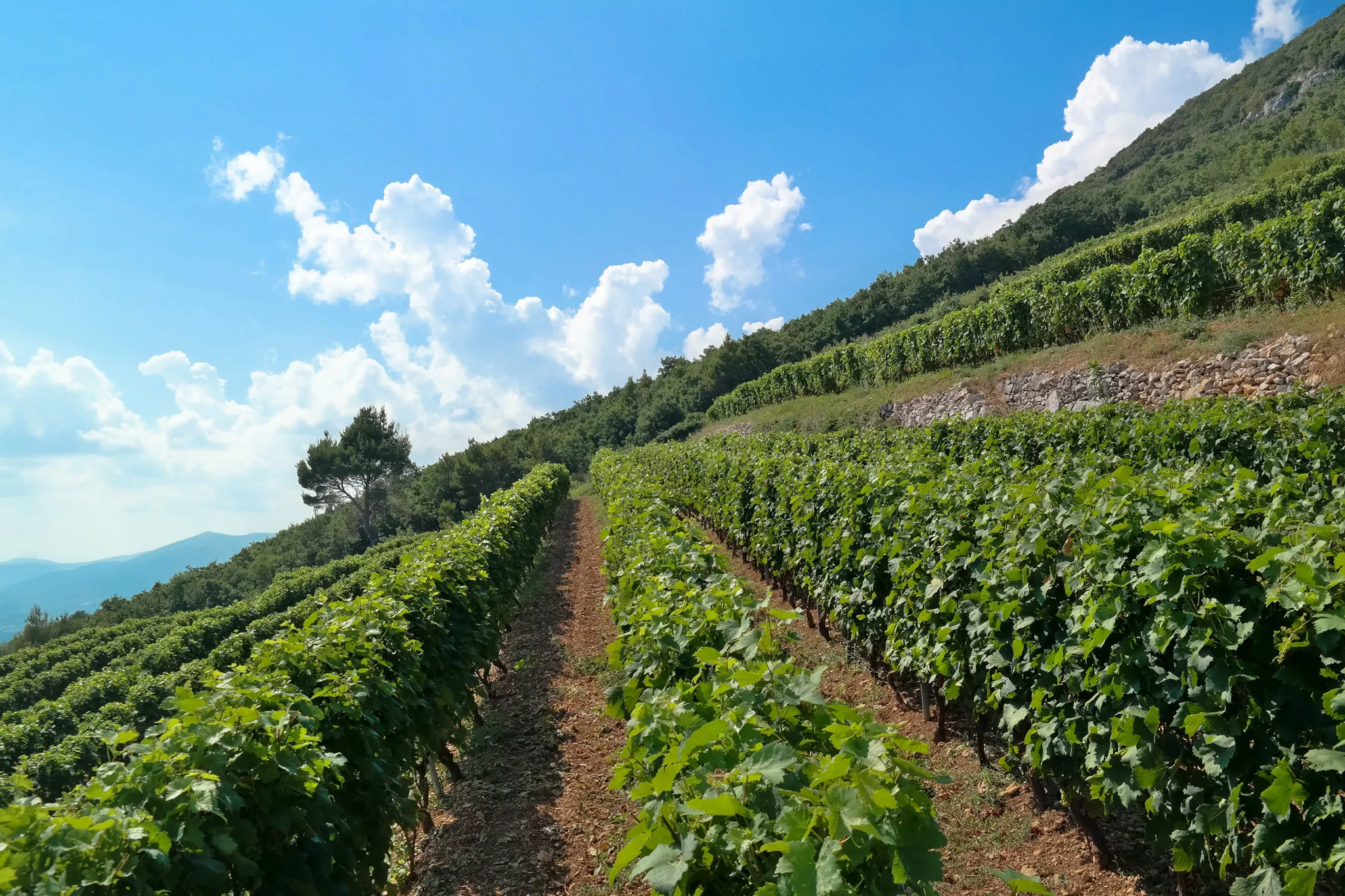 Winery Bedalov in Croatia, Europe | Wineries - Rated 0.9