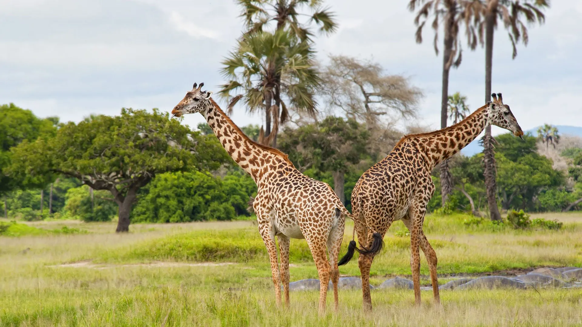 Katavi National Park in Tanzania, Africa | Parks,Safari - Rated 3.6