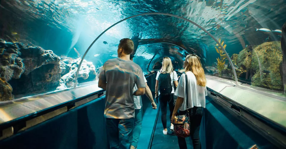 Kelly Tarlton's Sea Life Aquarium in New Zealand, Australia and Oceania | Aquariums & Oceanariums - Rated 3.9