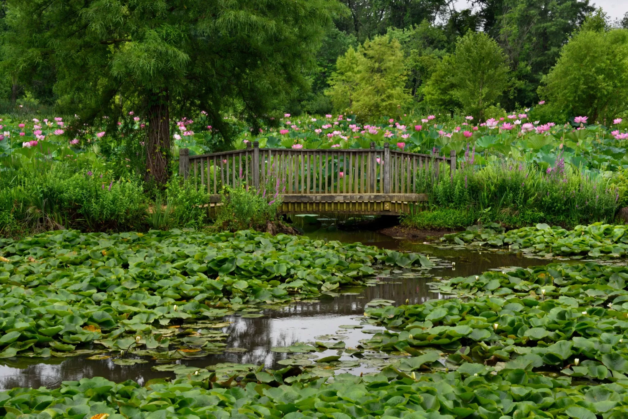 Kenilworth Park & ​​Aquatic Gardens in USA, North America | Parks,Gardens - Rated 3.8