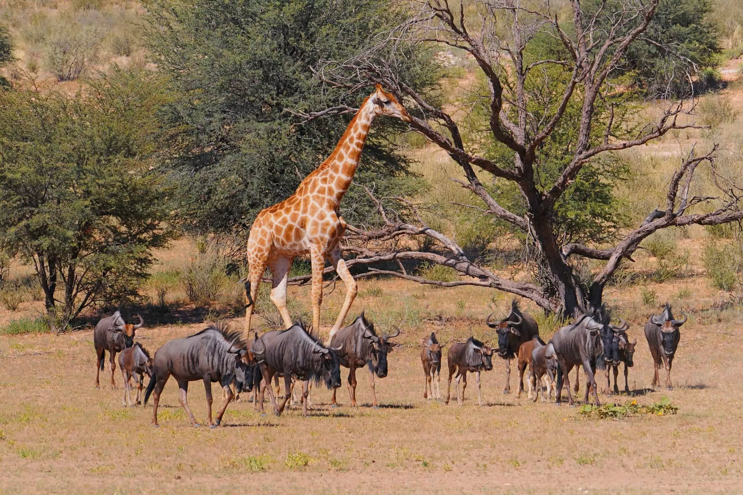 Kgalagadi Transfrontier Park in Botswana, Africa | Parks,Safari - Rated 3.9