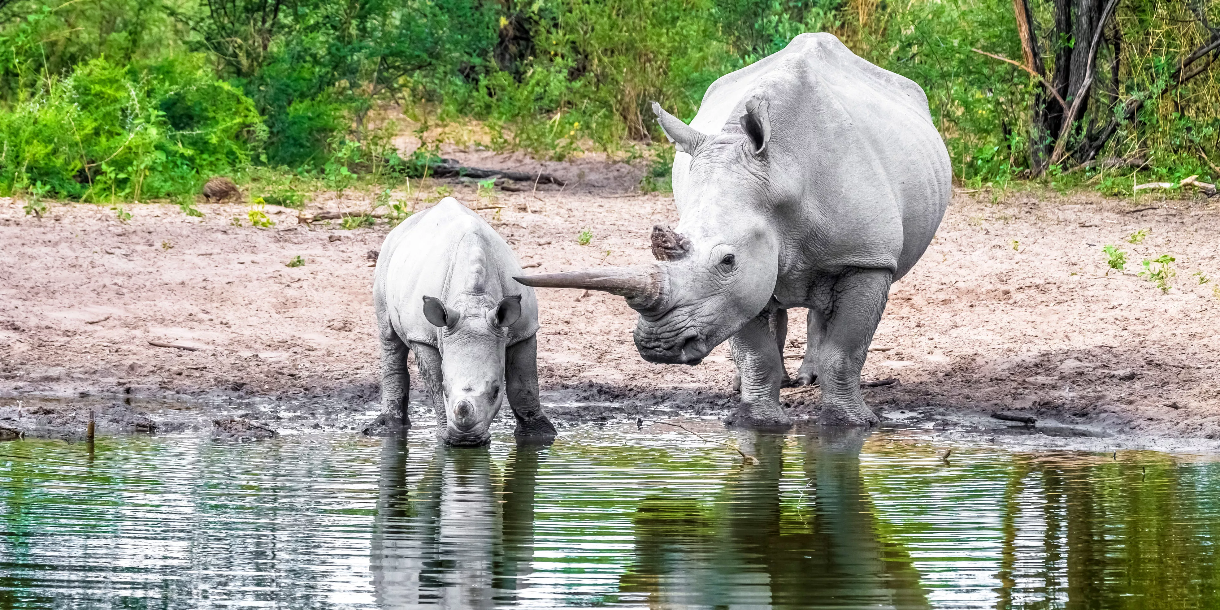 Khama Rhino Sanctuary in Botswana, Africa | Zoos & Sanctuaries,Parks - Rated 3.6