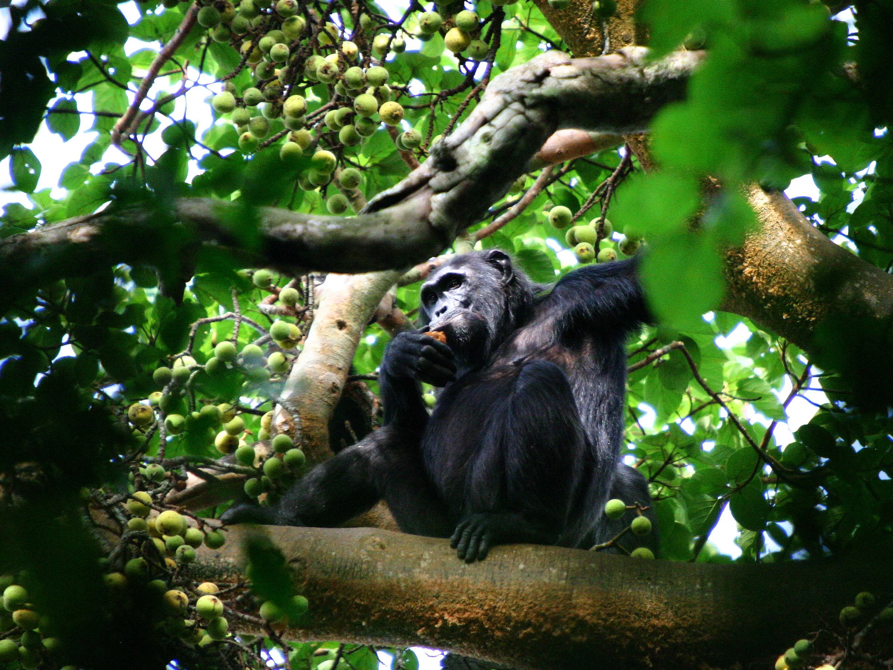 Kibale National Park in Uganda, Africa | Parks - Rated 3.6