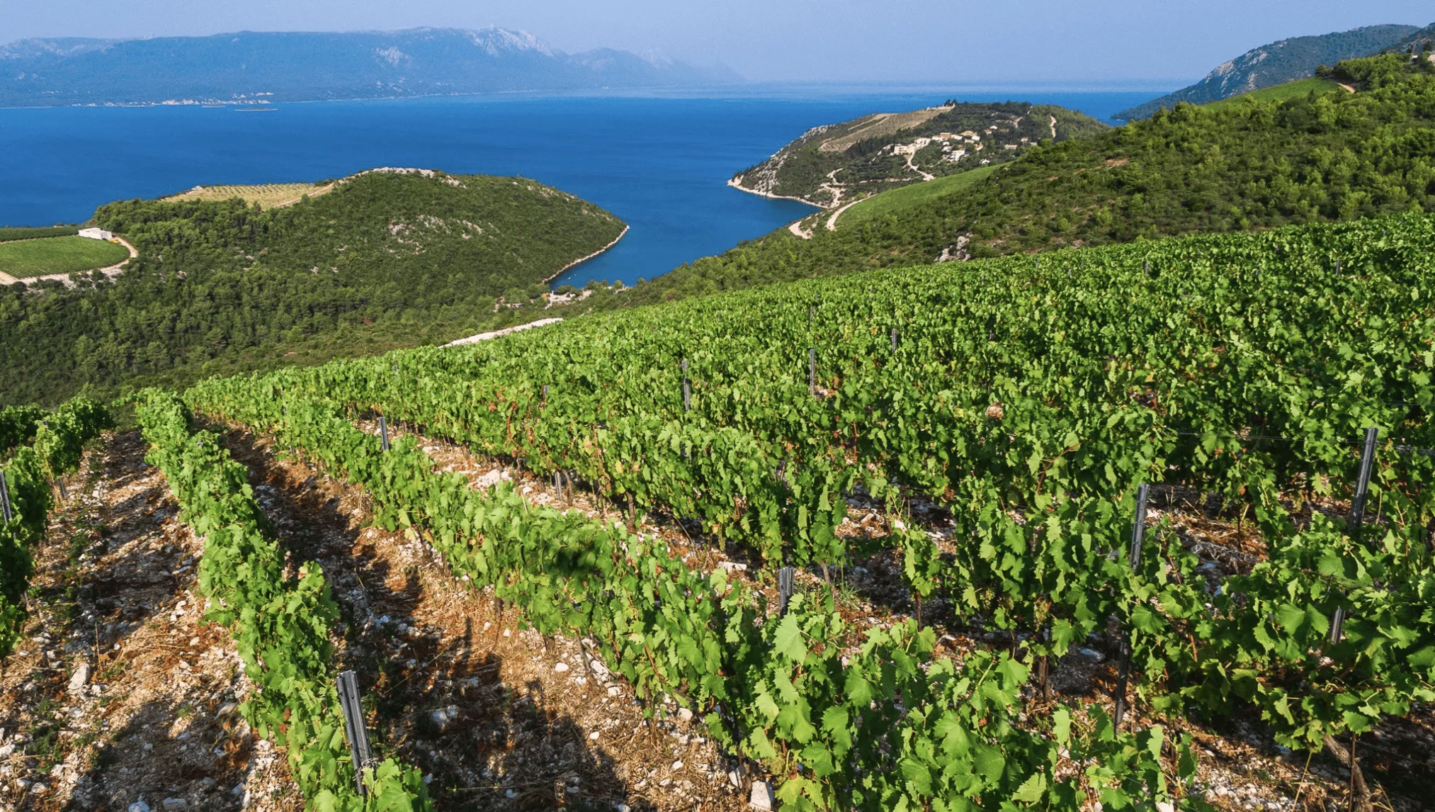 Rizman Winery in Croatia, Europe | Wineries - Rated 3.7