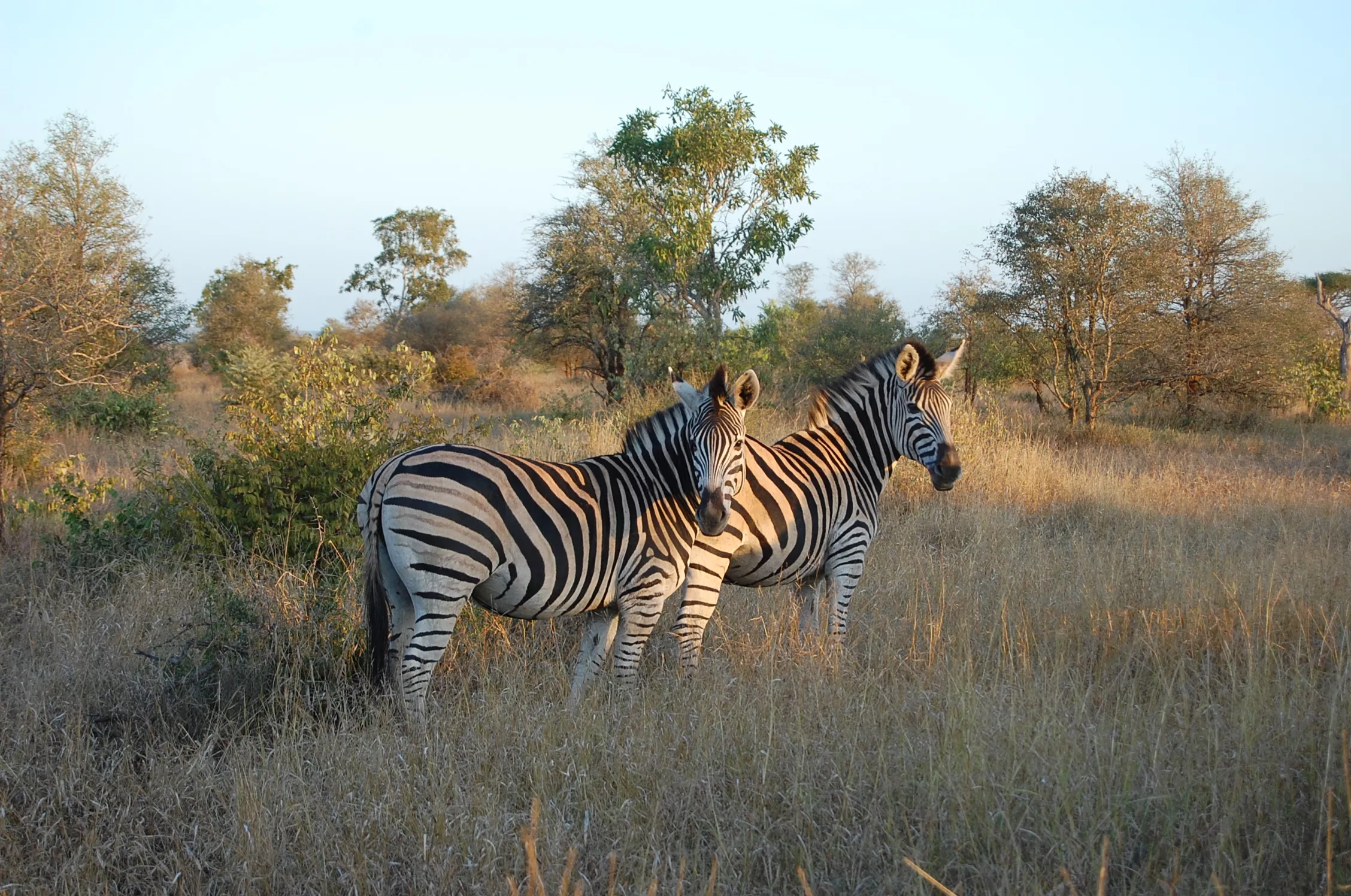 Kruger National Park in South Africa, Africa | Parks - Rated 4.2