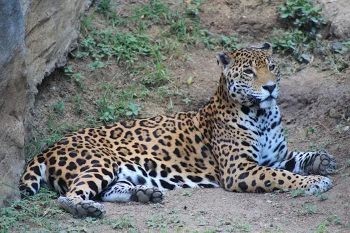La Aurora Zoo in Guatemala, North America | Zoos & Sanctuaries - Rated 5.7