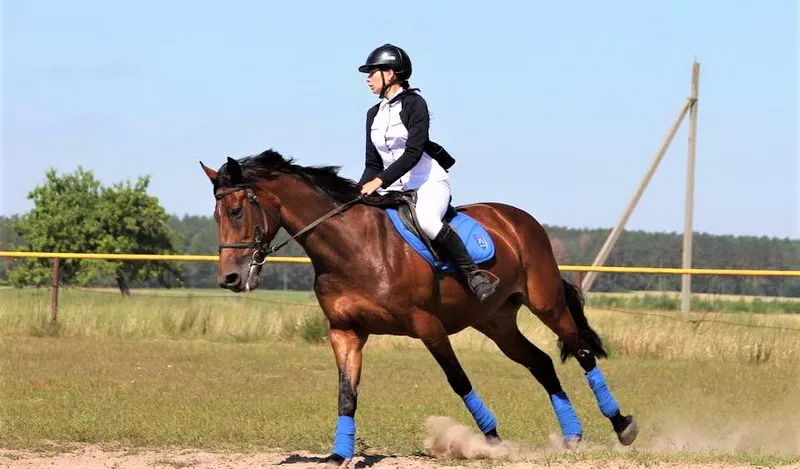 La Chevalerie in Belgium, Europe | Horseback Riding - Rated 0.9