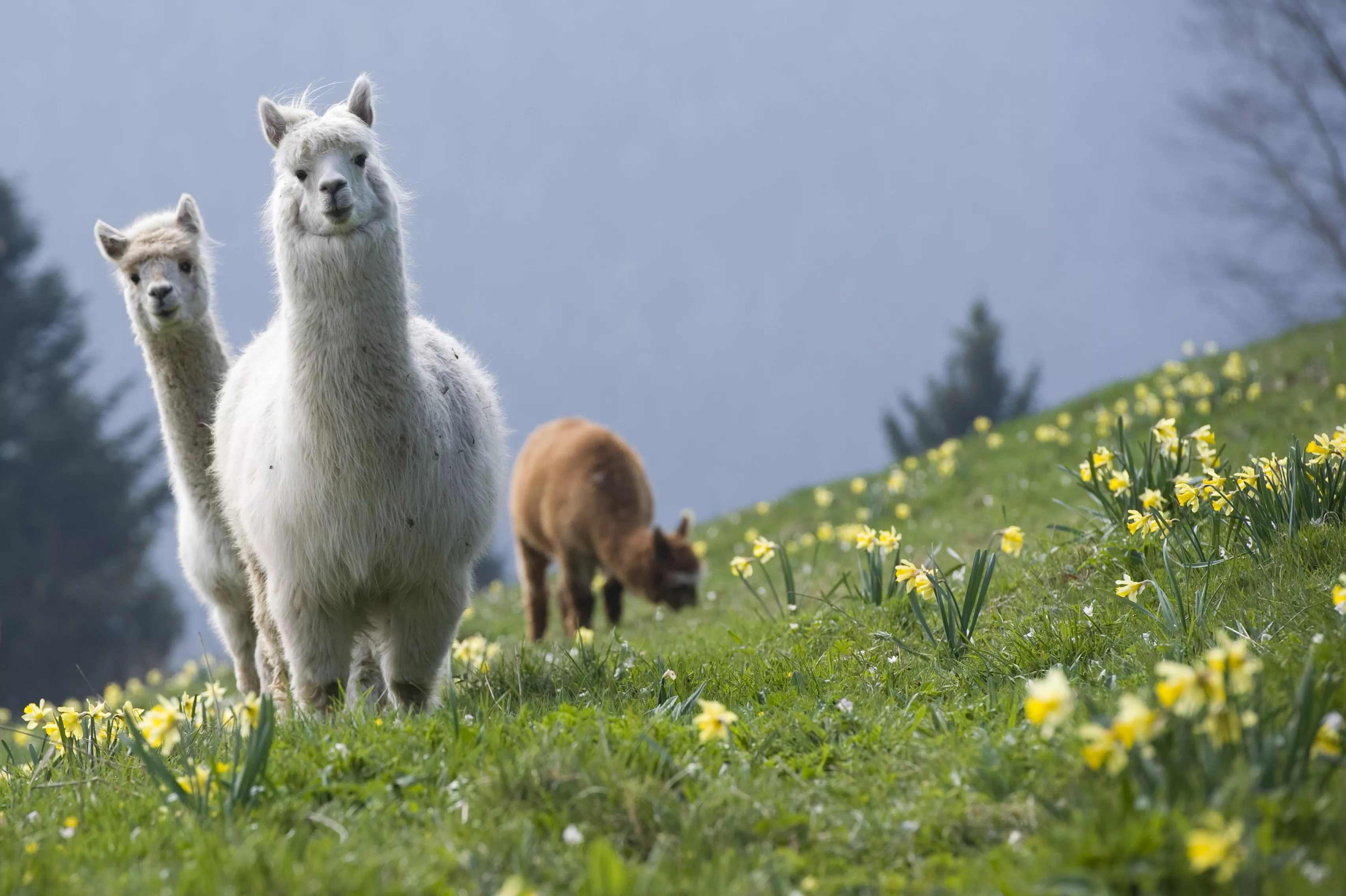 La Montagnes des Lamas in France, Europe | Zoos & Sanctuaries - Rated 3.7